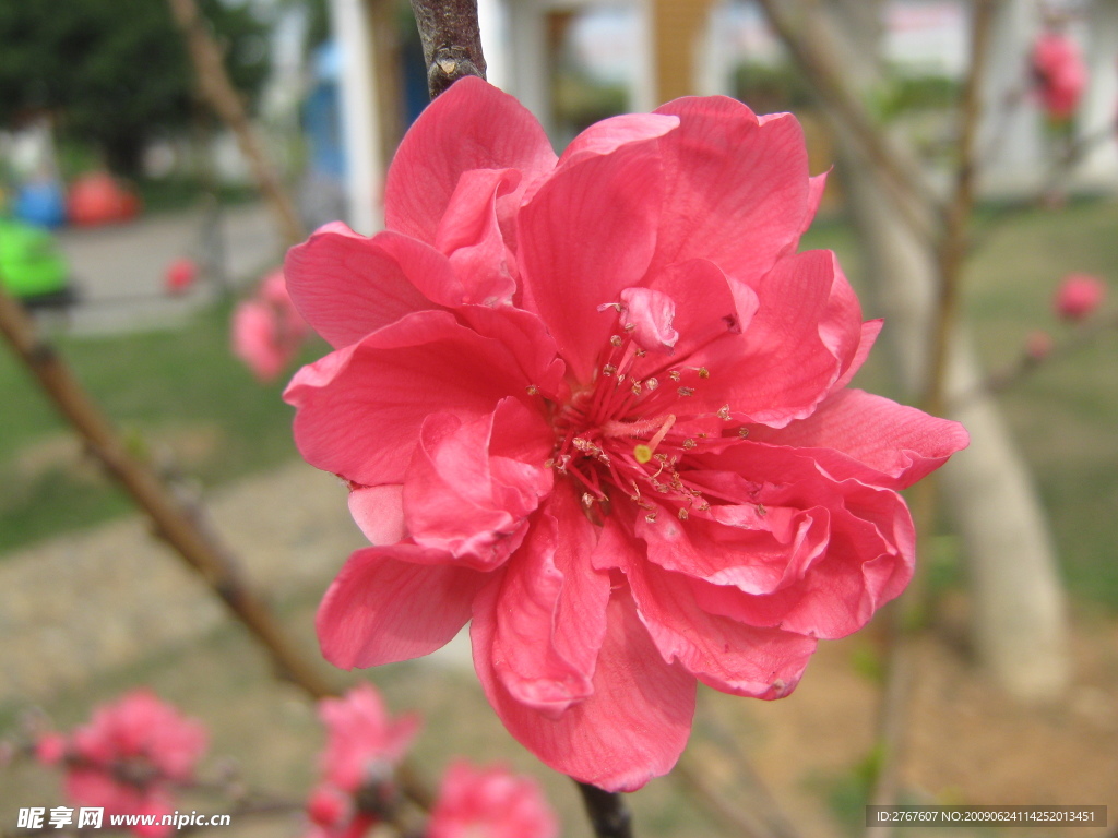 桃花