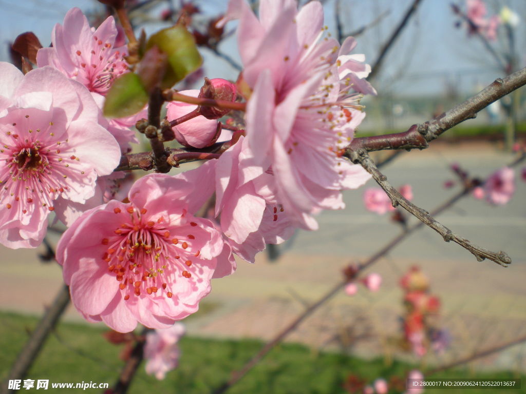 桃花
