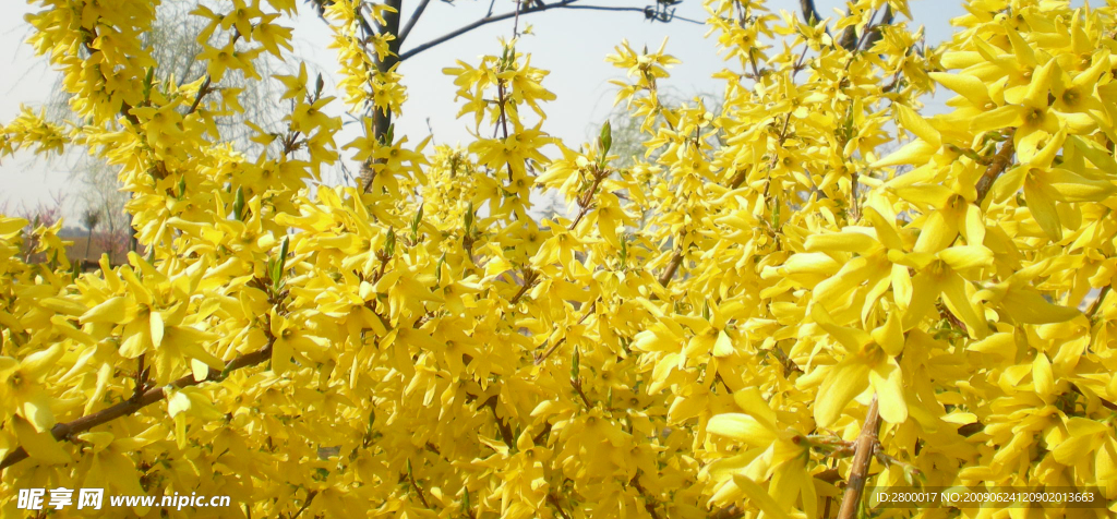 迎春花