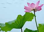 荷花绿叶