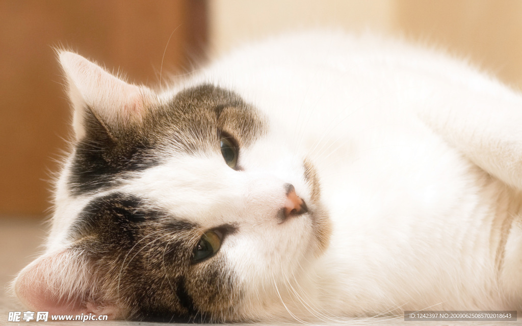 可爱小猫