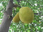 菠萝蜜