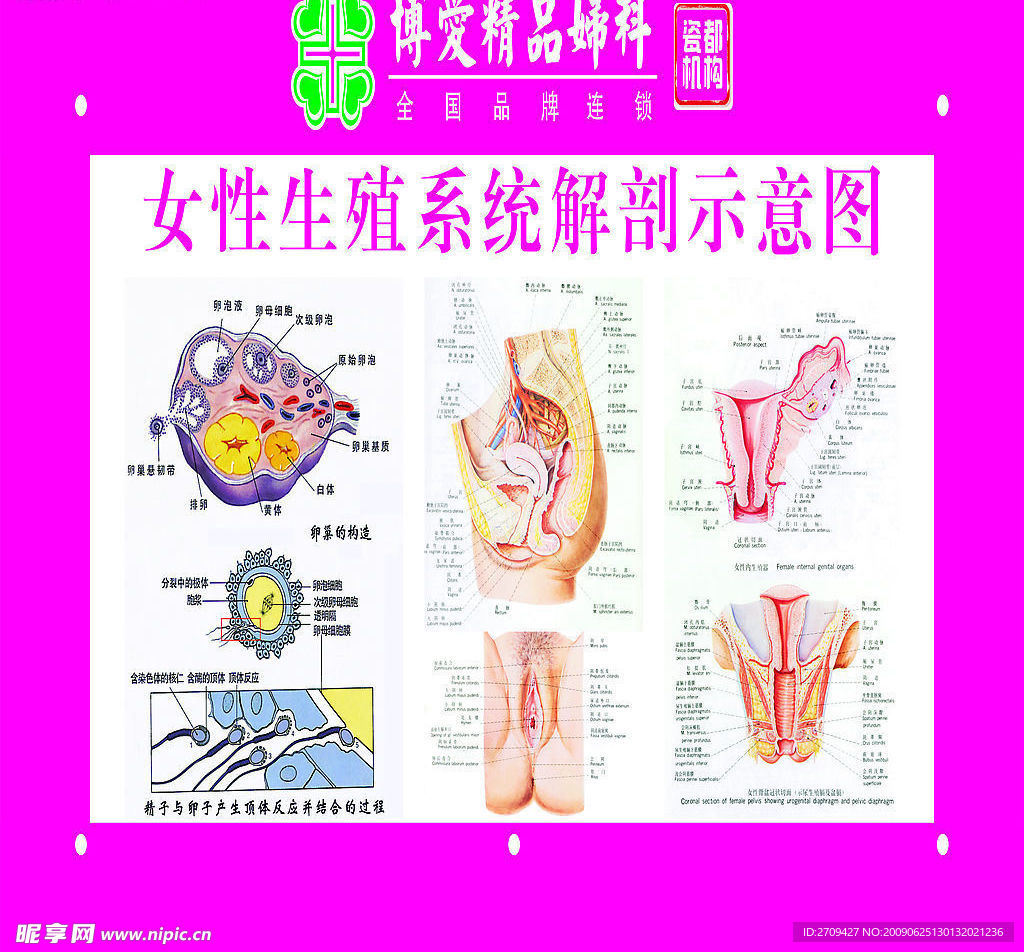 解刨图