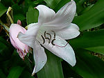 百合花