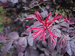 花卉