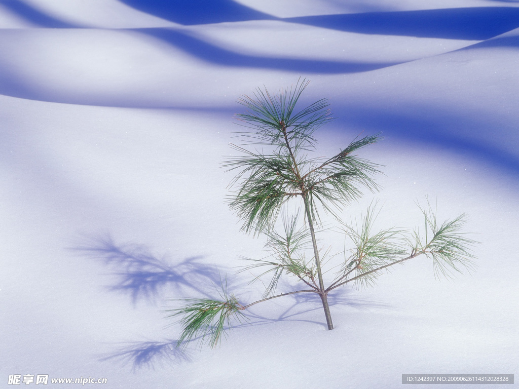 雪地风景