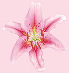 百合花