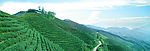 将军峰高山生态茶园