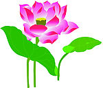 荷花
