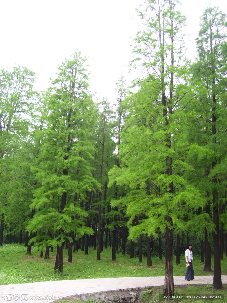 森林