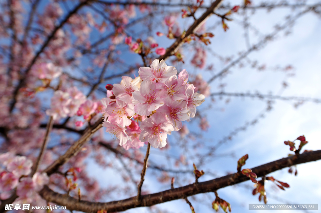 桃花摄影