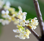 桂花