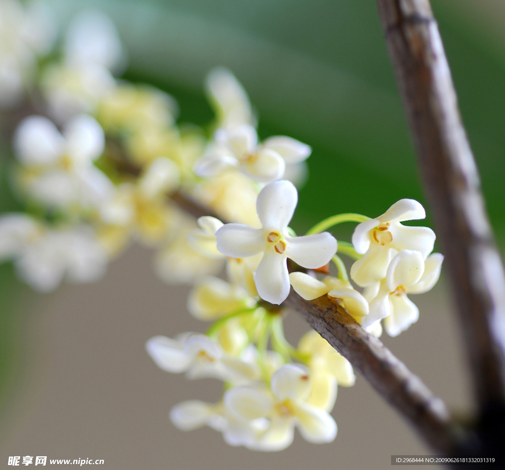 桂花
