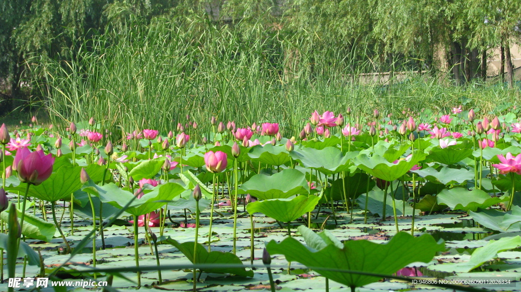 池塘荷花