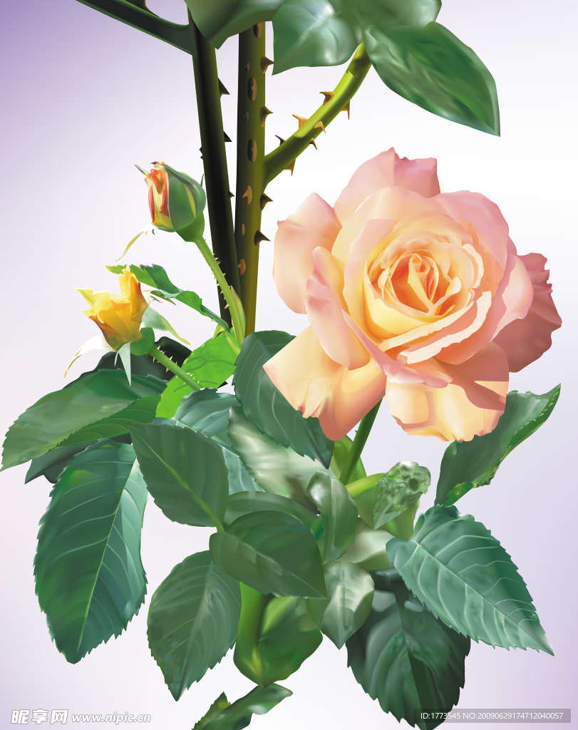 移门月季花