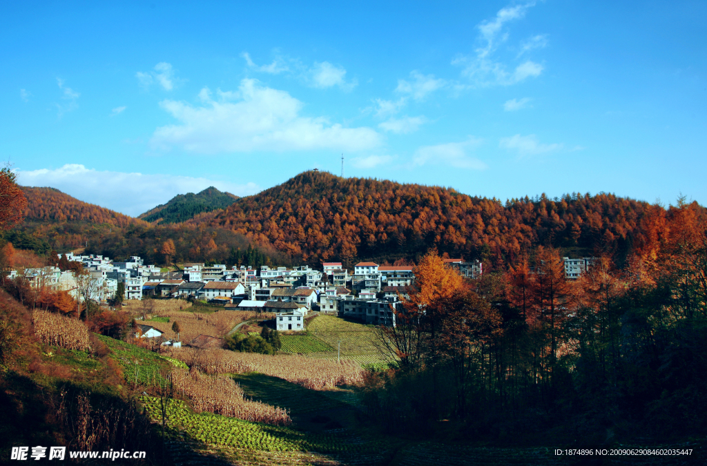 山村落叶松林场