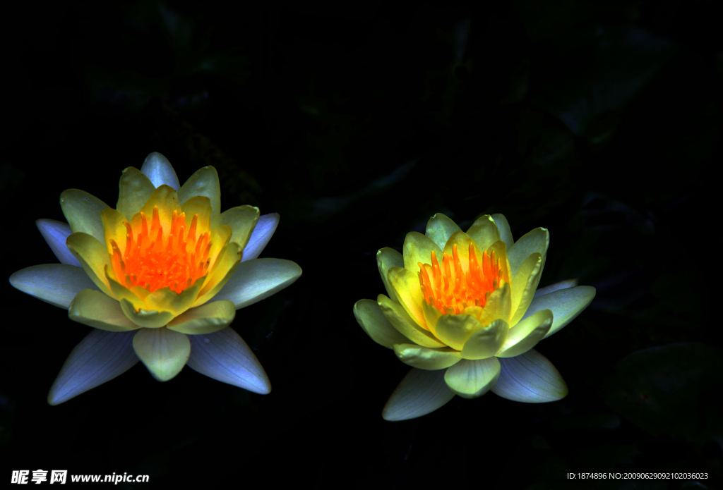 荷花