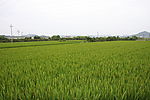 田园风光