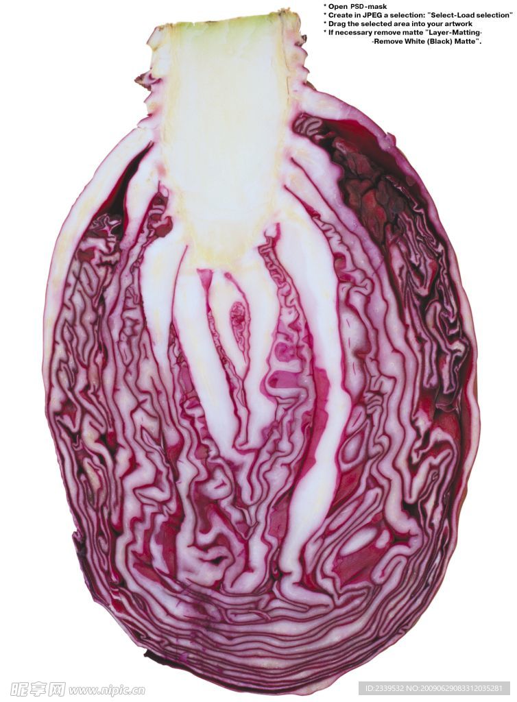 卷心菜