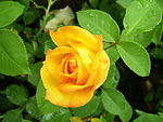 月季花