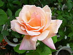 月季花