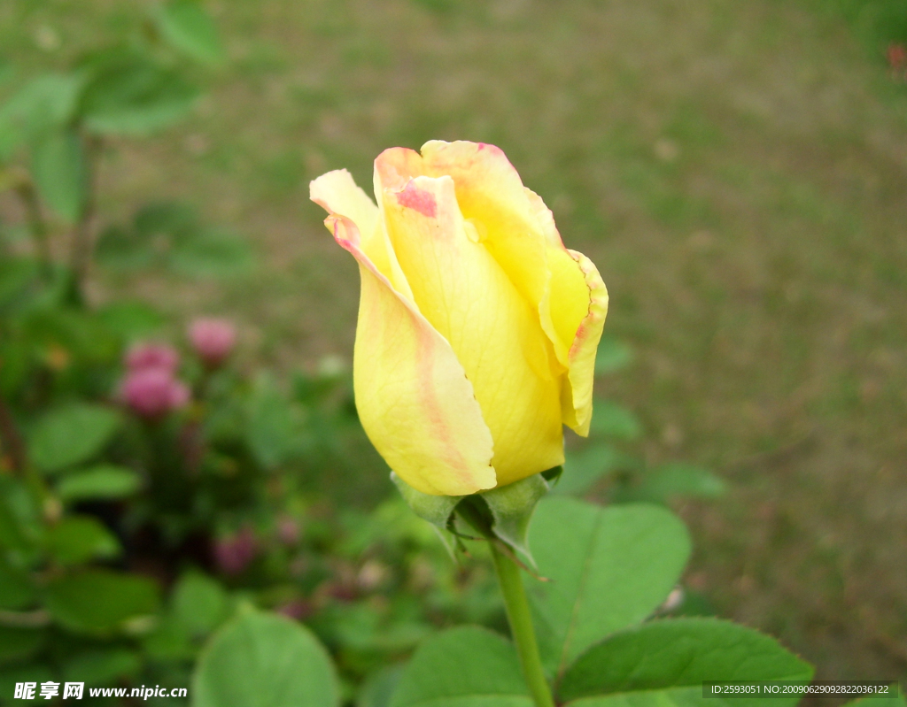 月季花