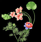 油画荷花