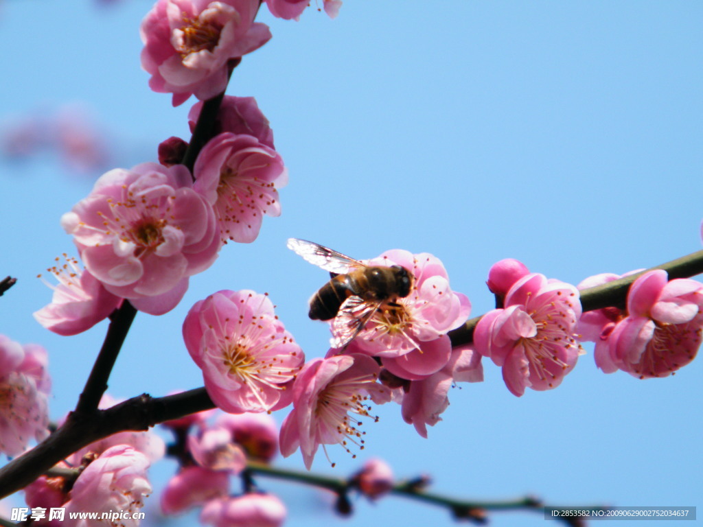 桃花与蜜蜂