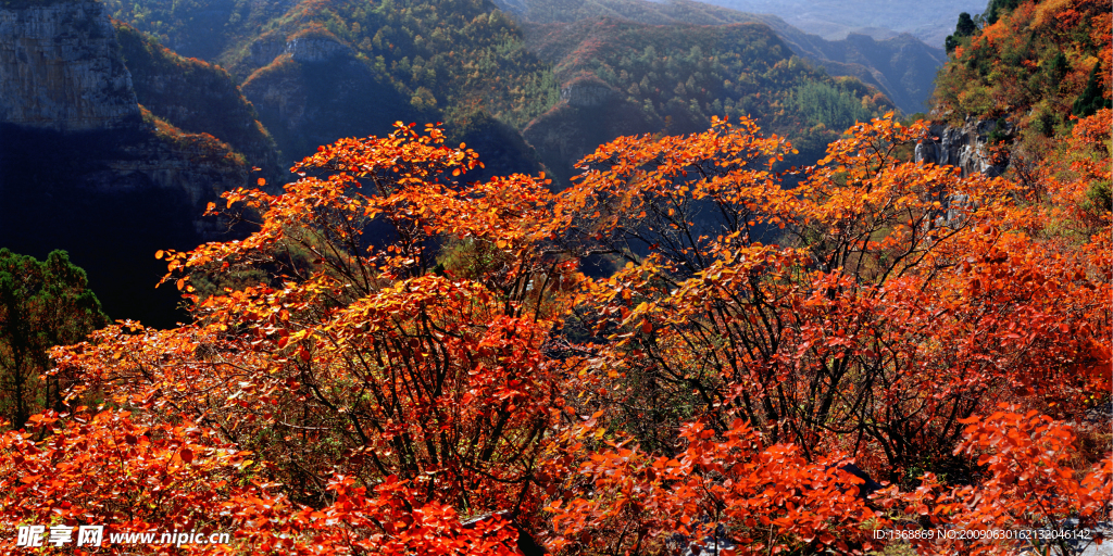 深山红叶