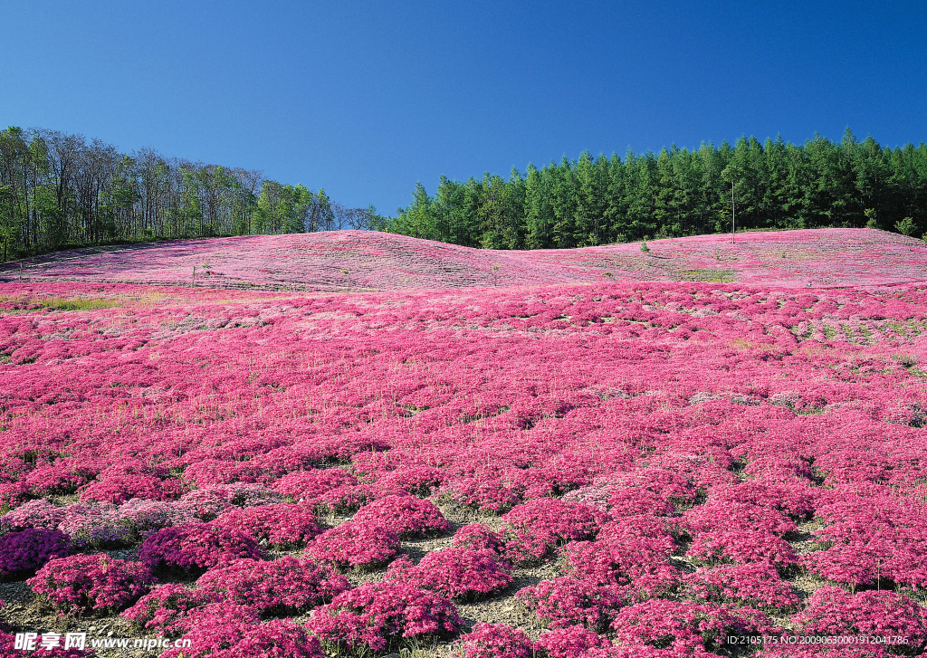 漫山遍野的薰衣草