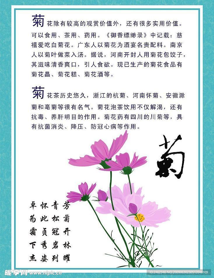 四大君子菊