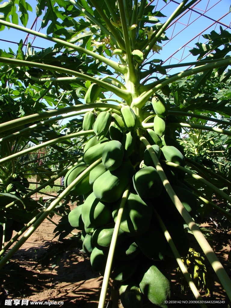 木瓜