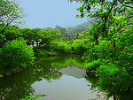 灵隐小景