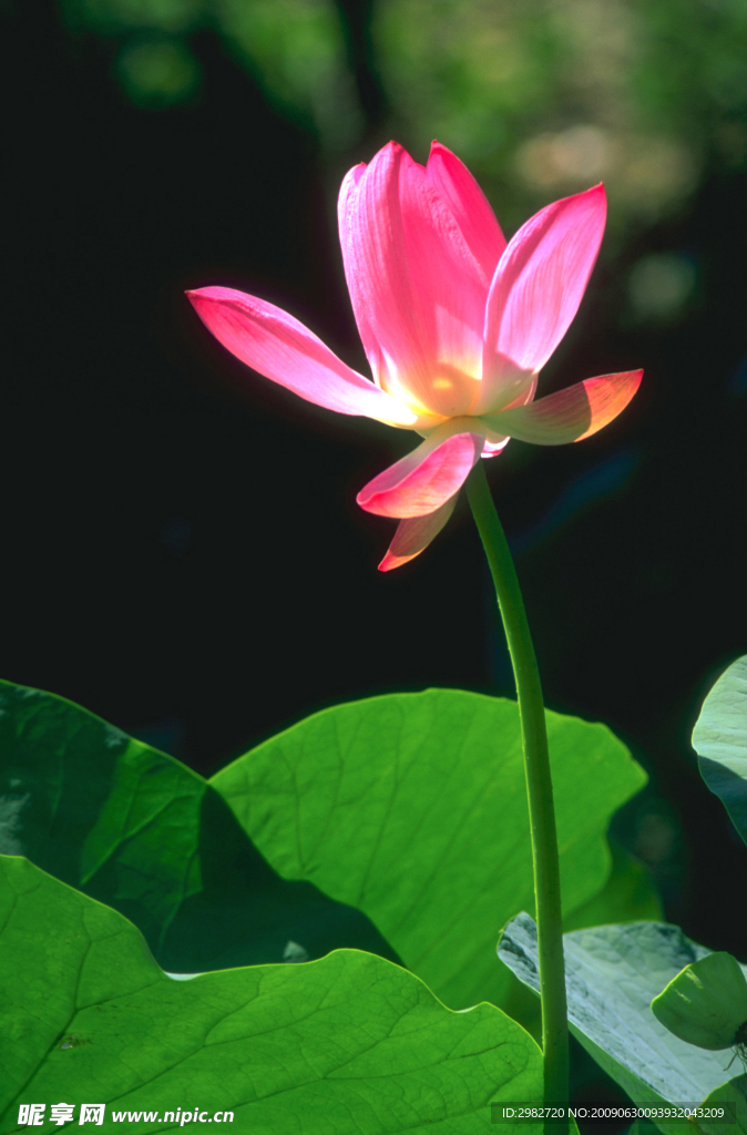 荷花3