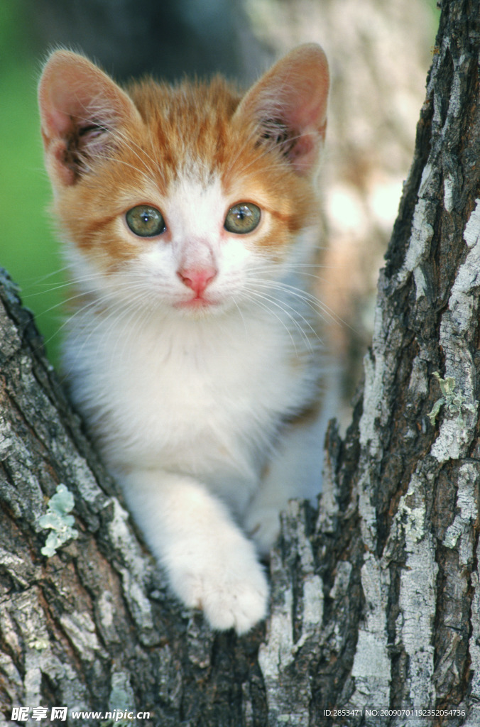 猫咪
