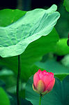 荷花4