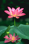 荷花6