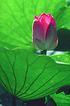 荷花7