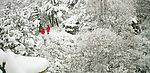 白雪丛中一点红