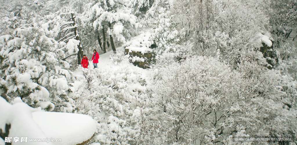 白雪丛中一点红