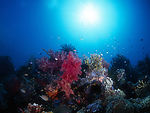 海底生物