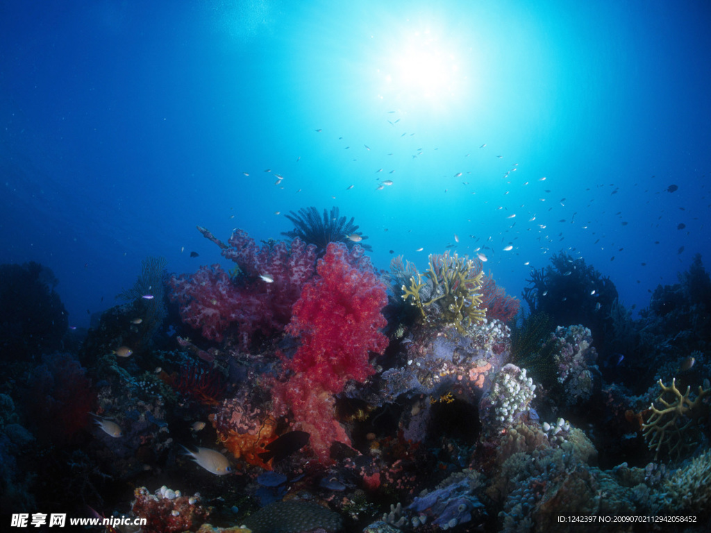 海底生物
