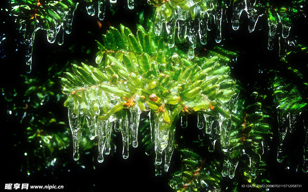 植物结冰