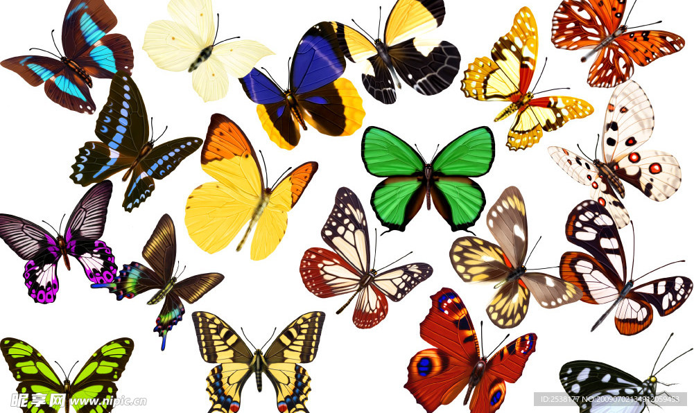多种多样的蝴蝶