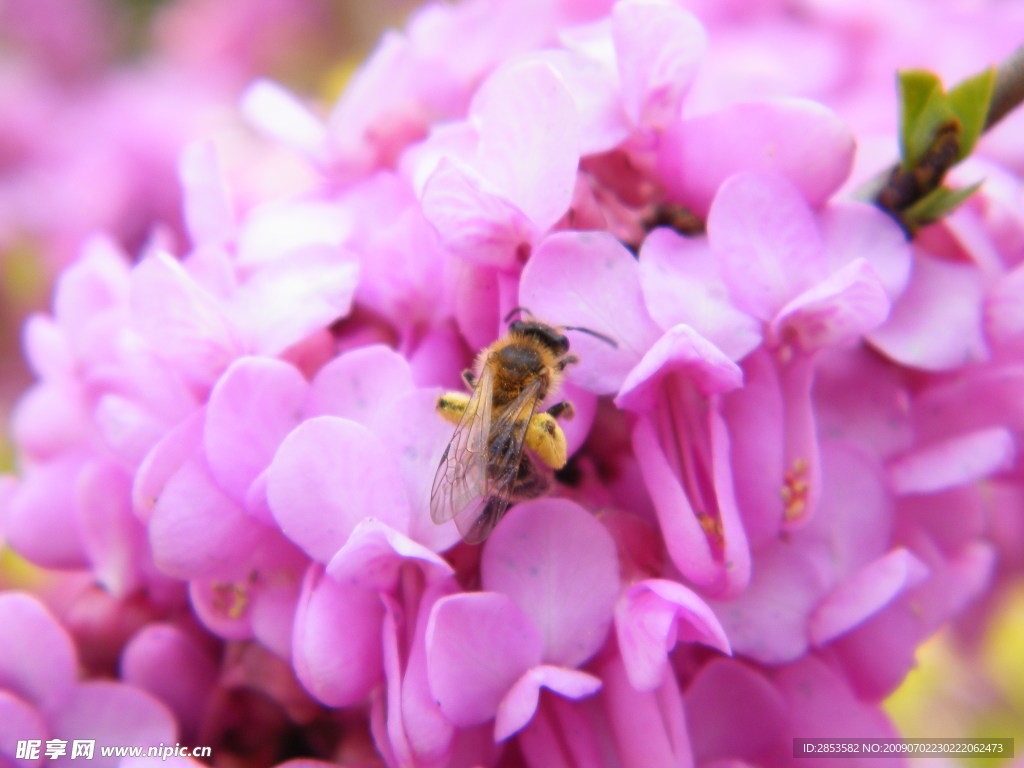 蜜蜂与花