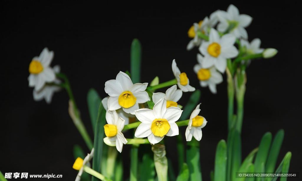 水仙花