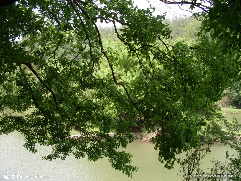 绿树与湖水