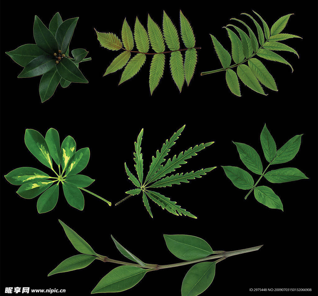 植物叶子分层图