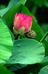 荷花8