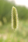 狗尾巴草